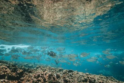 Белое море под водой
