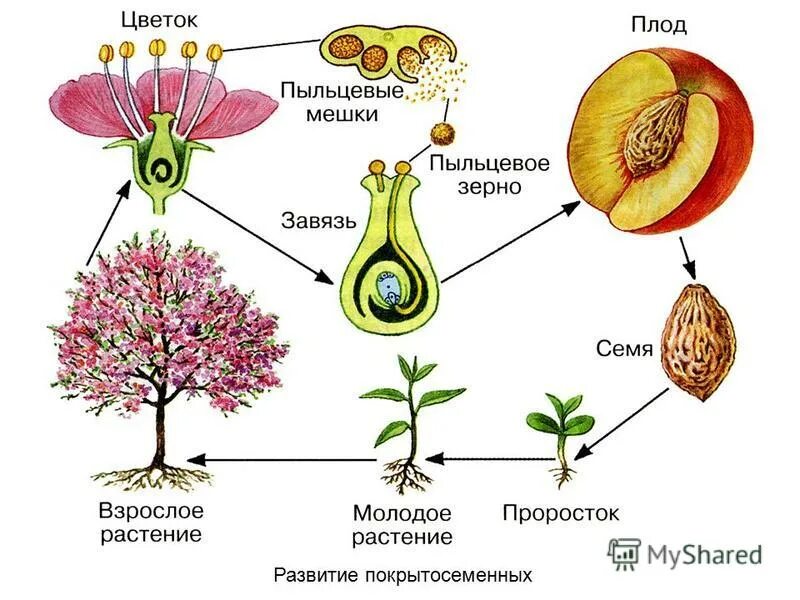 Генеративные органы покрытосеменных. Размножения цветковых (покрытосеменных) растений». Строение генеративных органов растений. Генеративное размножение схема. Генеративное половое размножение