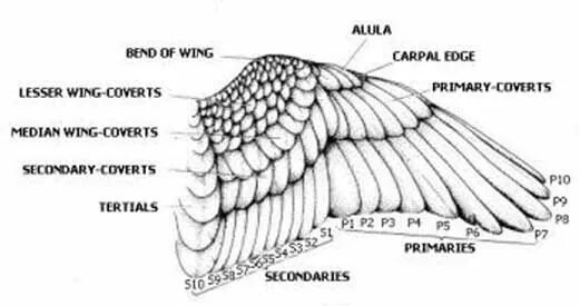 Анатомия крыльев. Крыло рост. Крылья ангела. Пиняев крылья советов. Анатомия крыльев для рисования.