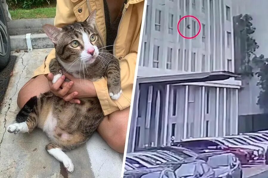 Кот который упал. Коты. толстый кот. котика переехала машина. толстый кот и хозяин.