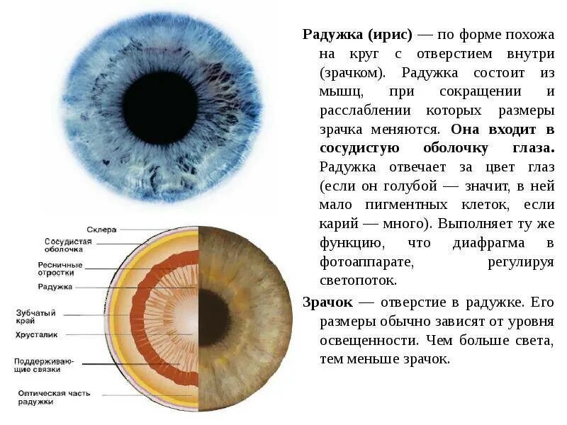 Гамартома радужной оболочки. Радужка глаза строение. Узелки лиша гамартома Радужки. Радужка зрачок строение. Радужка содержит пигмент