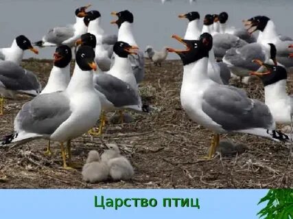 Царство птиц