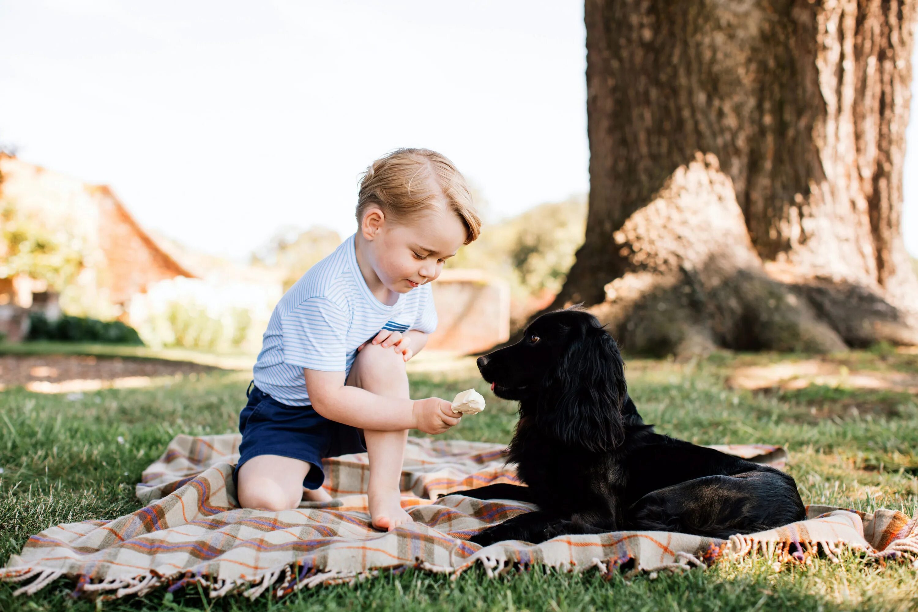 Kate my dogs. Лупо спаниель герцогов. Собака Кейт Миддлтон и принца Уильяма. Спаниель Кейт Миддлтон. Принц Джордж и собака Лупо.