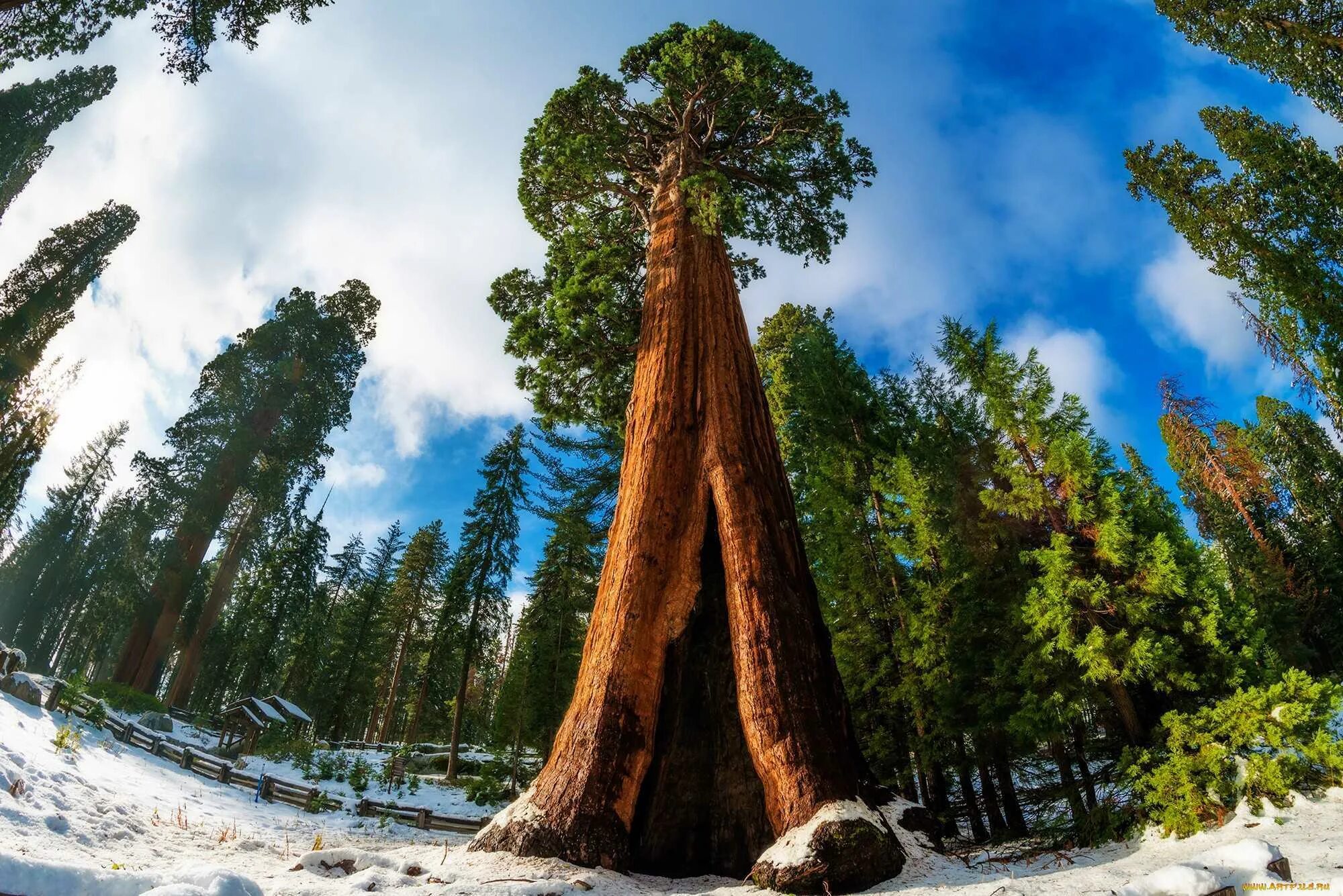 Самое высокое дерево северной америки природные зоны. Национальный парк Секвойя Калифорния. Национальный парк Секвойя генерал Шерман. Секвойядендрон гигантский Мамонтово дерево. Секвойя Мамонтовое дерево.