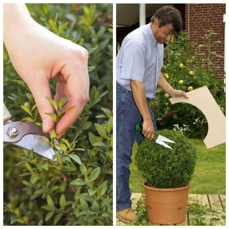 Чем удобрять самшит. Стрижка самшита. стрижка самшита весной. приспособления для стрижки самшита. самшит формирование.