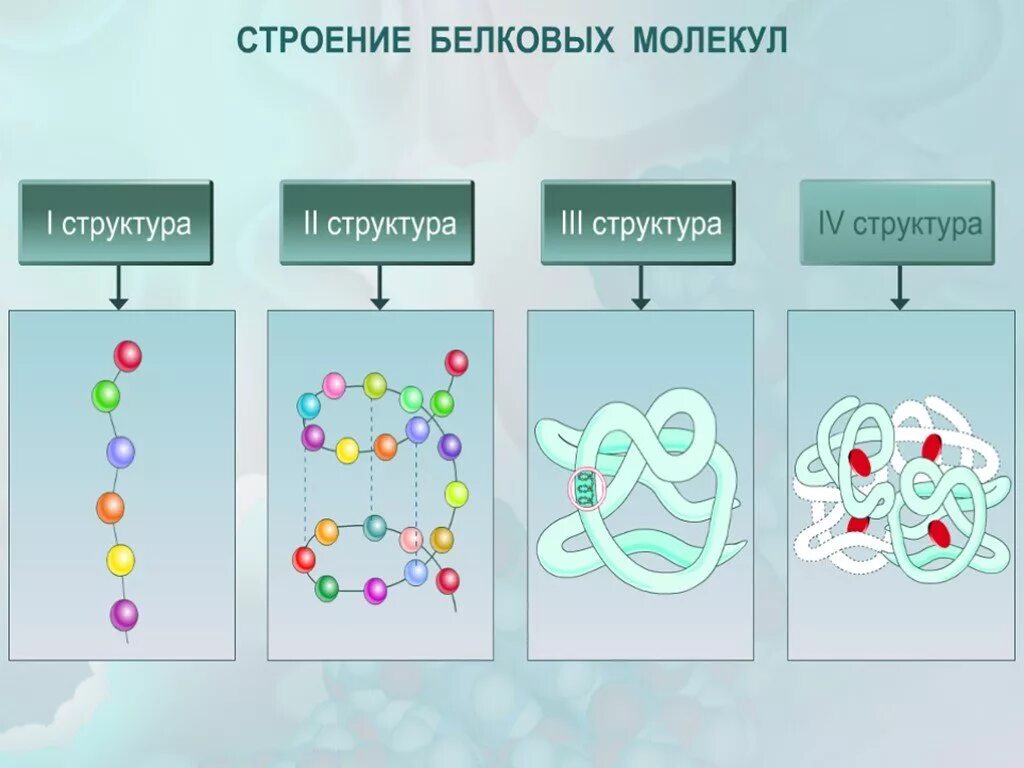 Молекула органического вещества эукариотической клетки. Форма молекулы первичной структуры белка. Строение белковых молекул химия. Белок первичная структура. Белок химия строение.