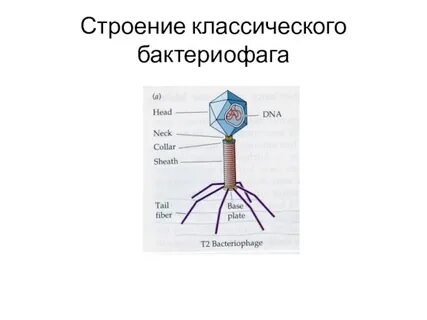 Укажите структуры бактериофага