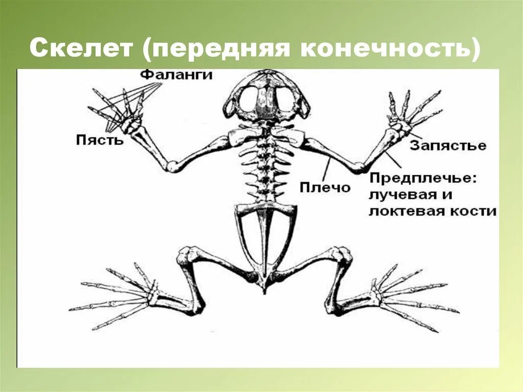 Скелет пояса передних конечностей у земноводных. Передняя конечность лягушки скелет. Скелет пояса верхних конечностей у лягушки. Скелет пояса верхних конечностей земноводных. Скелет передних конечностей лягушки