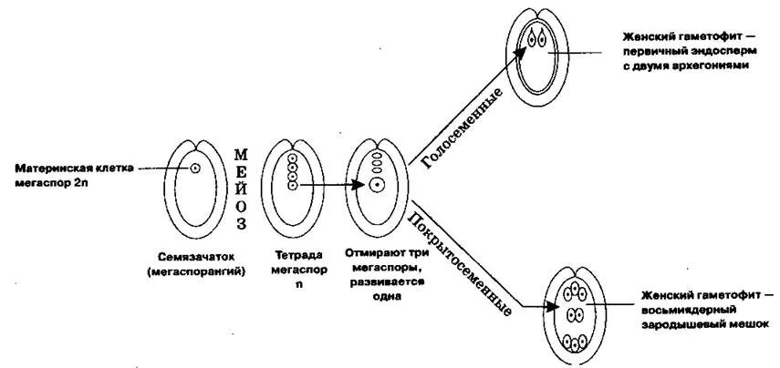 Сколько хромосом содержит клетка эндосперма. Развитие женского гаметофита у голосеменных. Строение мужского гаметофита цветковых растений. Схема развития женского гаметофита у цветковых растений. Схема образование женского гаметофита у покрытосеменных растений.
