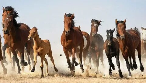 Үлкен сиськи бар роботтарда секс