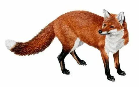 Стефани Макмахонмен порнофильмдер