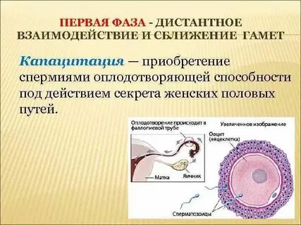 Антибиотик яйцеклетка