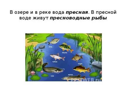 Рыбы презентация для подготовительной группы
