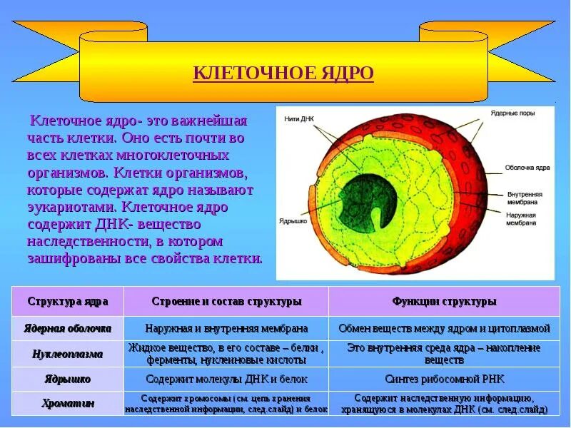 Строение ядра эукариотической клетки. Перечислите признаки ядра. Структура и роль клеточного ядра. Строение и функции ядра эукариот. Строение ядрышка ядра клетки.