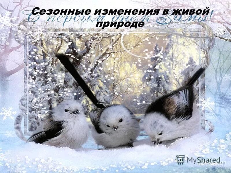 вессение явление в живой природе. изменения в живо. осенние изменения в природе. изменения в живо. сезонные изменения в живой природе зима.