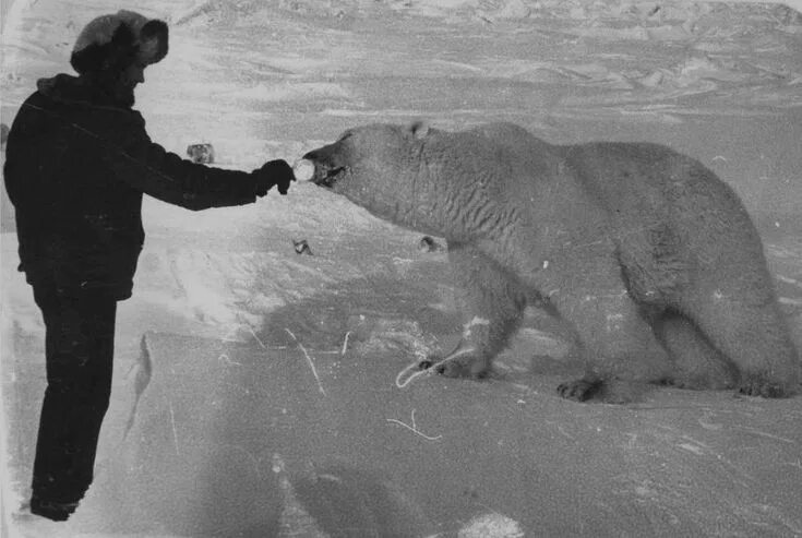 POLAR BEAR - SO SAD Ellie