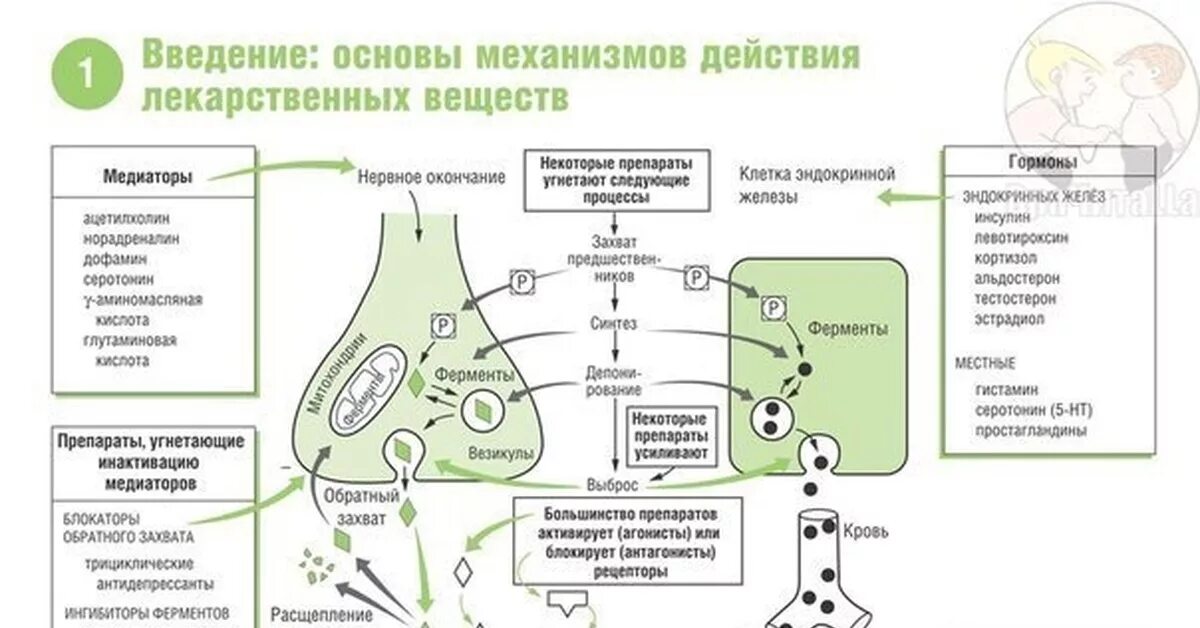 Ферменты введение. Мембранный механизм действия лекарственных средств. Механизм действия лекарственных средств шпаргалка. Противоглистные препараты механизм действия схема. Механизм взаимодействия лекарственных веществ с рецепторами.