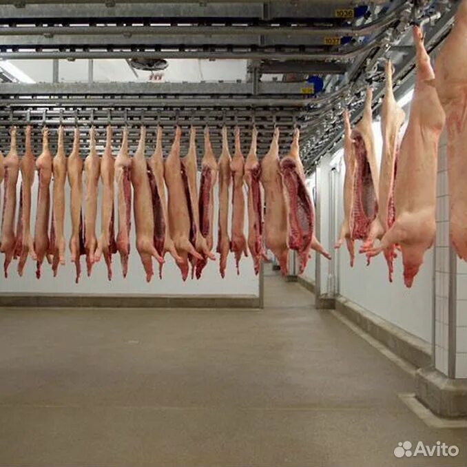 Продукты убоя это. Цех убоя свинокомплекс уральский. Продукты убоя это. Продукты убоя это. Технологическая линия убоя крс.