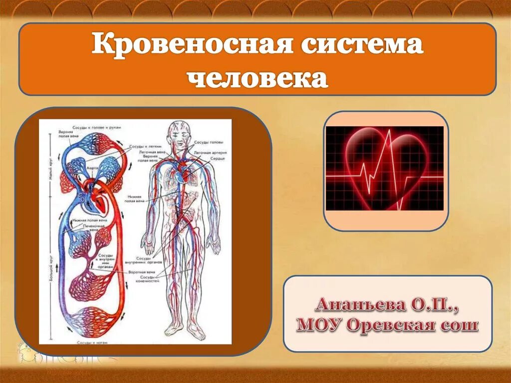 Кровеносная система человека. Кровеносная система че. Кровеноснаямсистема человека. Кровеносносная система.