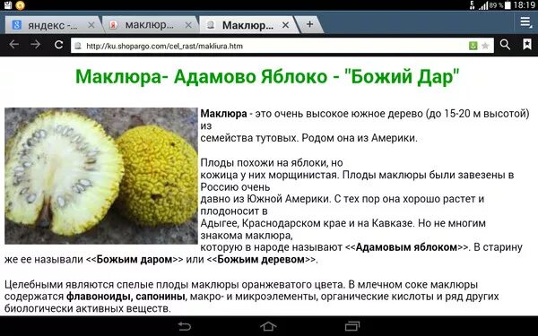 Адамово яблоко свойства. Адамова яблока применение. Маклюра адамово яблоко для суставов. Маклюра другое название. Настойка из адамово яблоко.