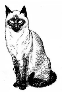 Сиамская кошка рисунок