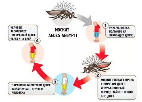 Денге симптомы фото Лихорадка денге