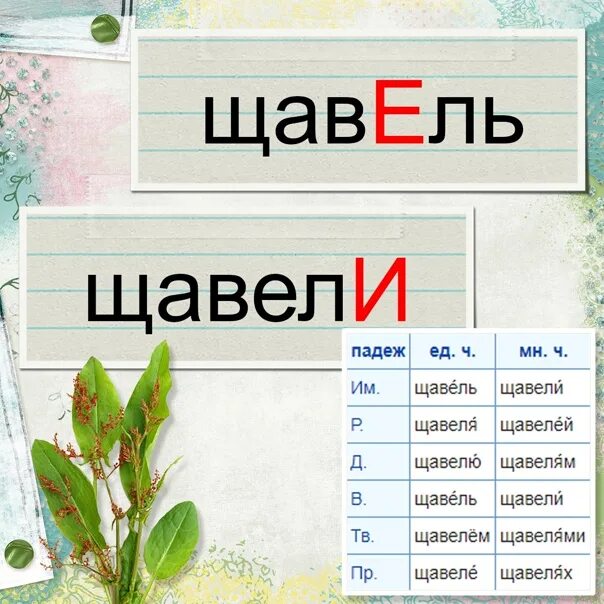 Слово коньки звуко буквенный. Щавель звуковая схема. Звуковая модель щавель. Щавель транскрипция. Щавель звуковой разбор.