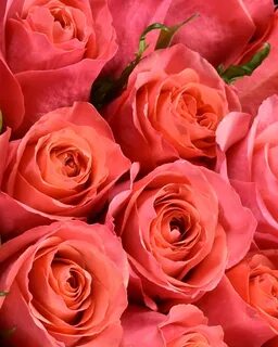 Hard rose