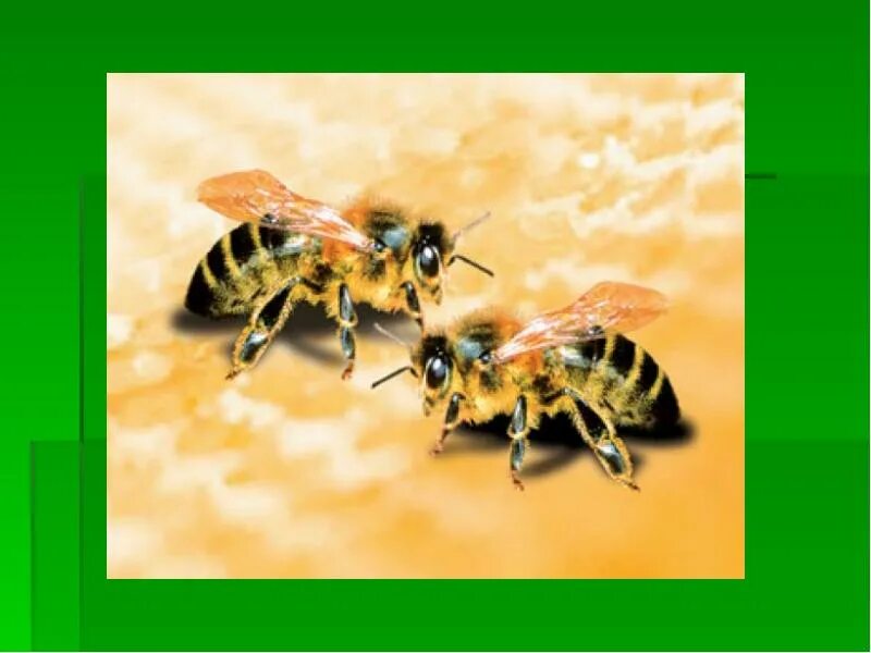 Пчелы 1 разбор. Пчела 1 класс. Пчела для презентации. Пчела окружающий мир 1 класс. ДПЛА пчела-1т.