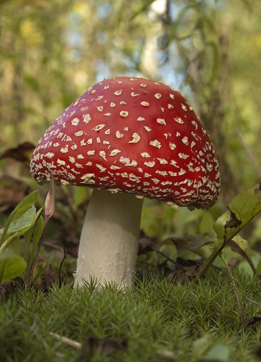 мухомор желтоножковый. мухомор аманита мускария. Agaricus muscarius — красный мухомор. мухомор красный сибирский. мухомор amanita muscaria.