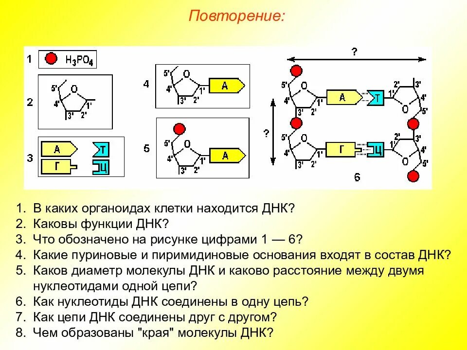 Днк находится в каждой клетке. В каких органоидах клетки находится ДНК. Каков диаметр молекулы ДНК. Каковы функции ДНК.