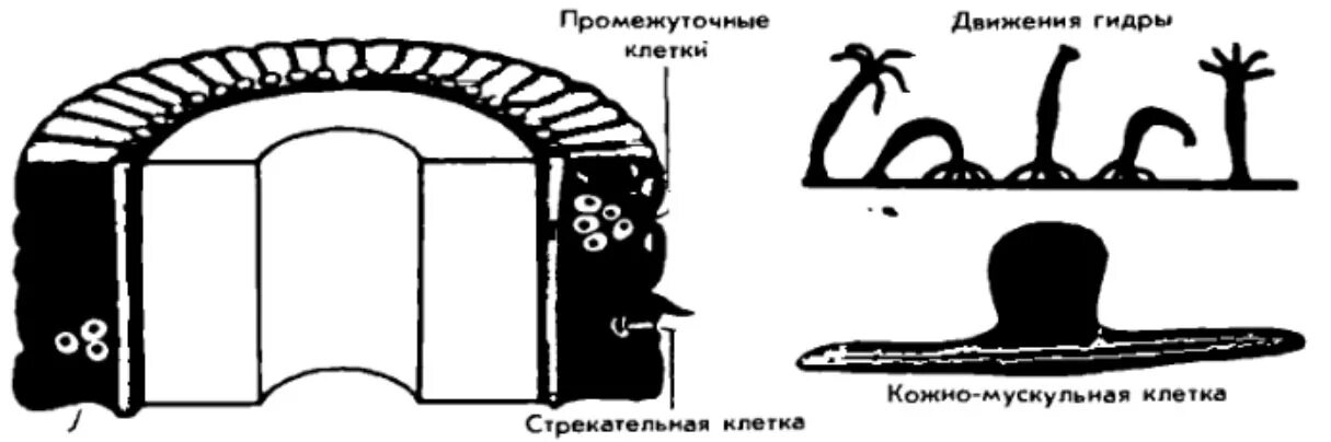 Кожно мускульная клетка передвижения. Строение наружного слоя гидры. Кожно мускульные клетки гидры. Клетки наружного слоя гидры. Промежуточные клетки гидры.