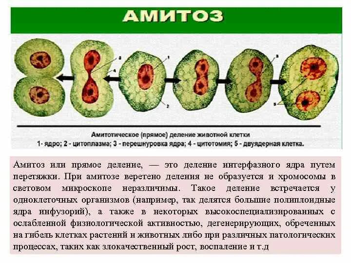 В результате митоза формируется. Фрагментация амитоз. Амитоз схема деления. Амитоз клетки схема.