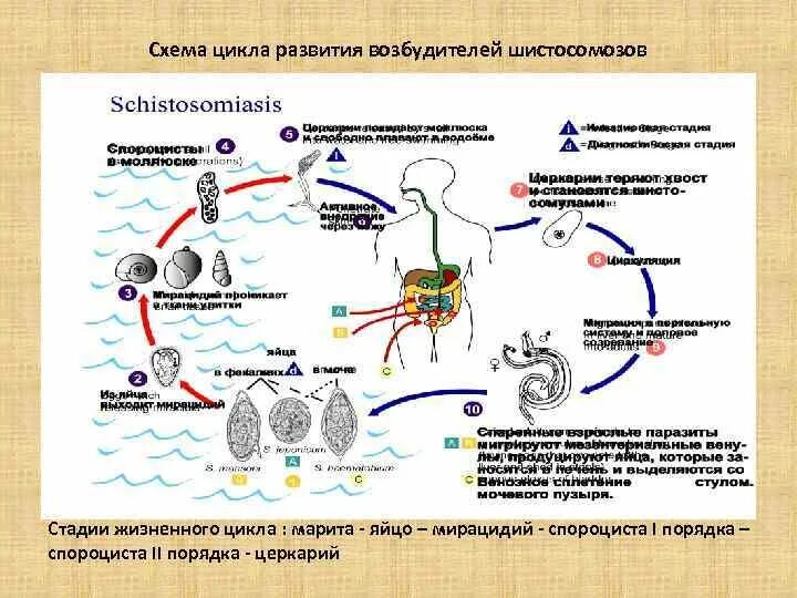 Жизненный цикл кровяного сосальщика схема. Схему цикла развития шистосом. Цикл развития кровяного сосальщика схема. Schistosoma haematobium жизненный цикл.