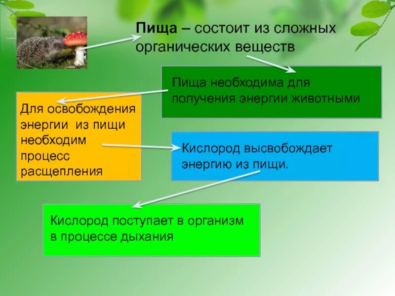 В чем заключается процесс дыхания для животного. Как животные получают энергию. откуда животные получают энергию. процесс получения энергии животными. способ получения энергии у растений и животных.