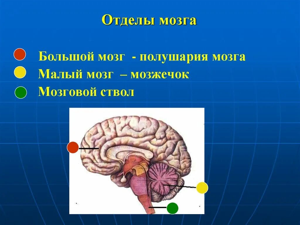 Головной мозг отделы ствол мозжечок и большой мозг. Большой мозг. Большой и малый мозг. Малый мозг. Малые полушария