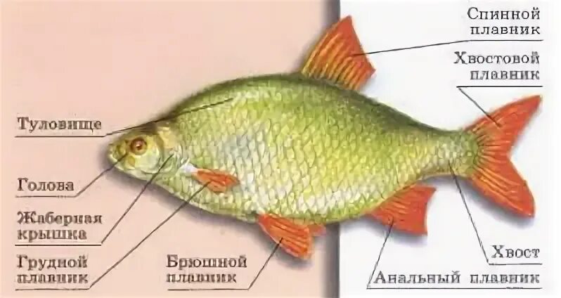 Окраска туловища плавников