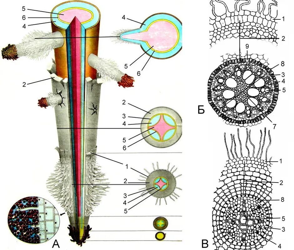 Строение корня корневой чехлик. Структуры анатомического строения корня. Строение корня 6 класс биология. Внутренняя структура корня растения. Первичное анатомическое строение корня однодольного растения.