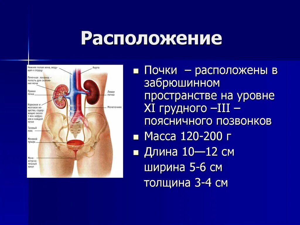 Расположение почек в забрюшинном пространстве. Расположение почек спереди. Почки у человека расположение. У человека почки расположены. Определение местоположения почек на муляже 9 класс