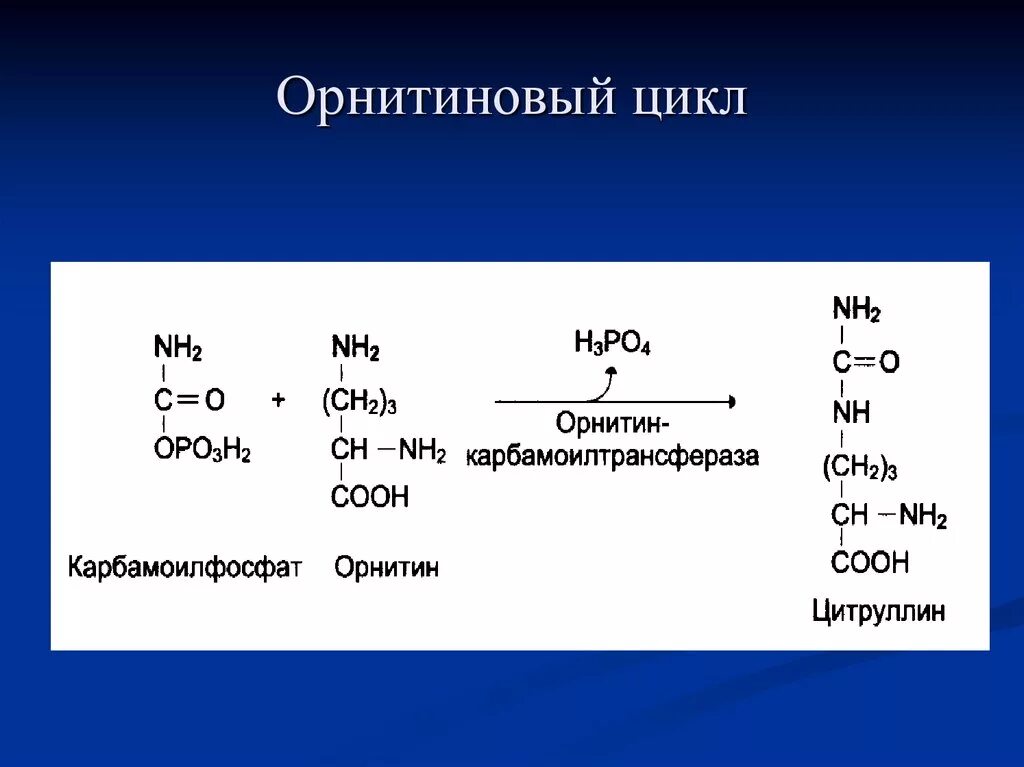 Реакции образования циклов. Карбамоил фомфат орнитинового цикла. Орнитин карбамоилтрансфераза. Орнитин карбомоилфосфат. Орнитиновый цикл биохимия реакции.