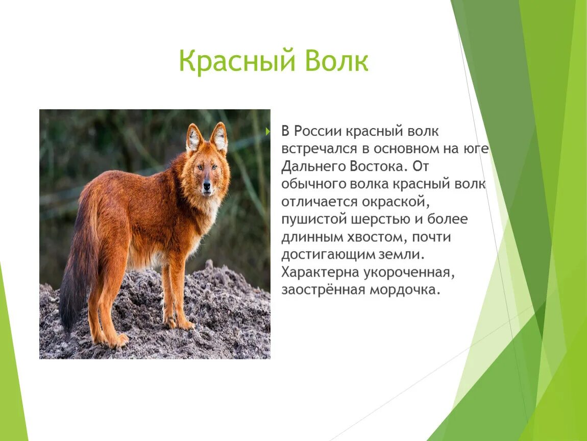Красный волк описание. Красный волк описание. Красный волк описание. Красный волк краткое описание. Красный волк из красной книги.
