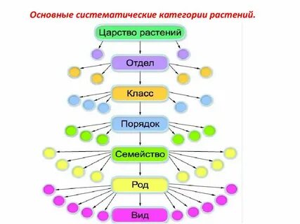 Систематическая схема растений