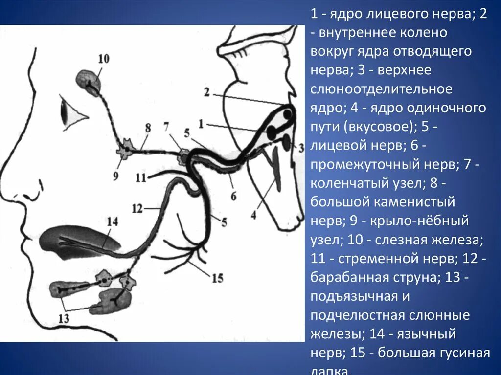 2 лицевой нерв. Периферический Нейрон лицевого нерва. Лицевой нерв 1 Нейрон. Ядро одиночного пути лицевого нерва. Верхнее слюноотделительное ядро лицевого нерва.