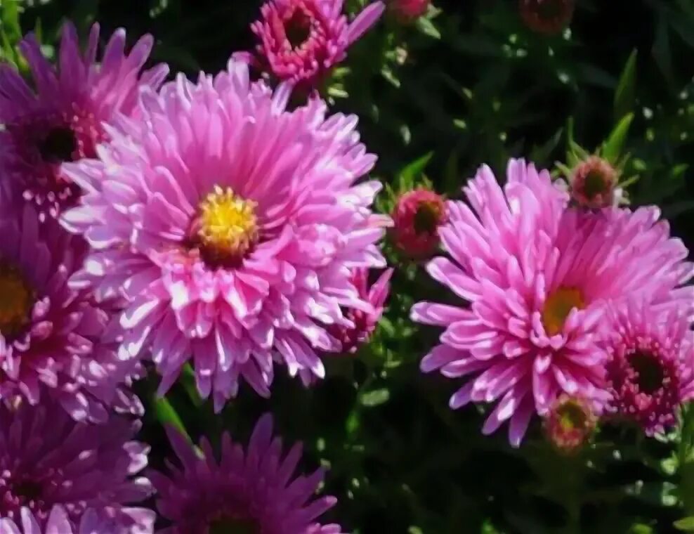 Мечты астры. Мечты астры. Мечты астры. Когда сеять астры на рассаду. Мечты астры.