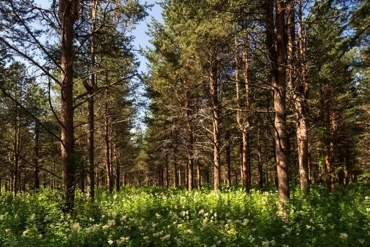 Московская область какие леса. Светлохвойная Тайга. Хвойный лес Финляндия. Хвойные леса в Финляндии.