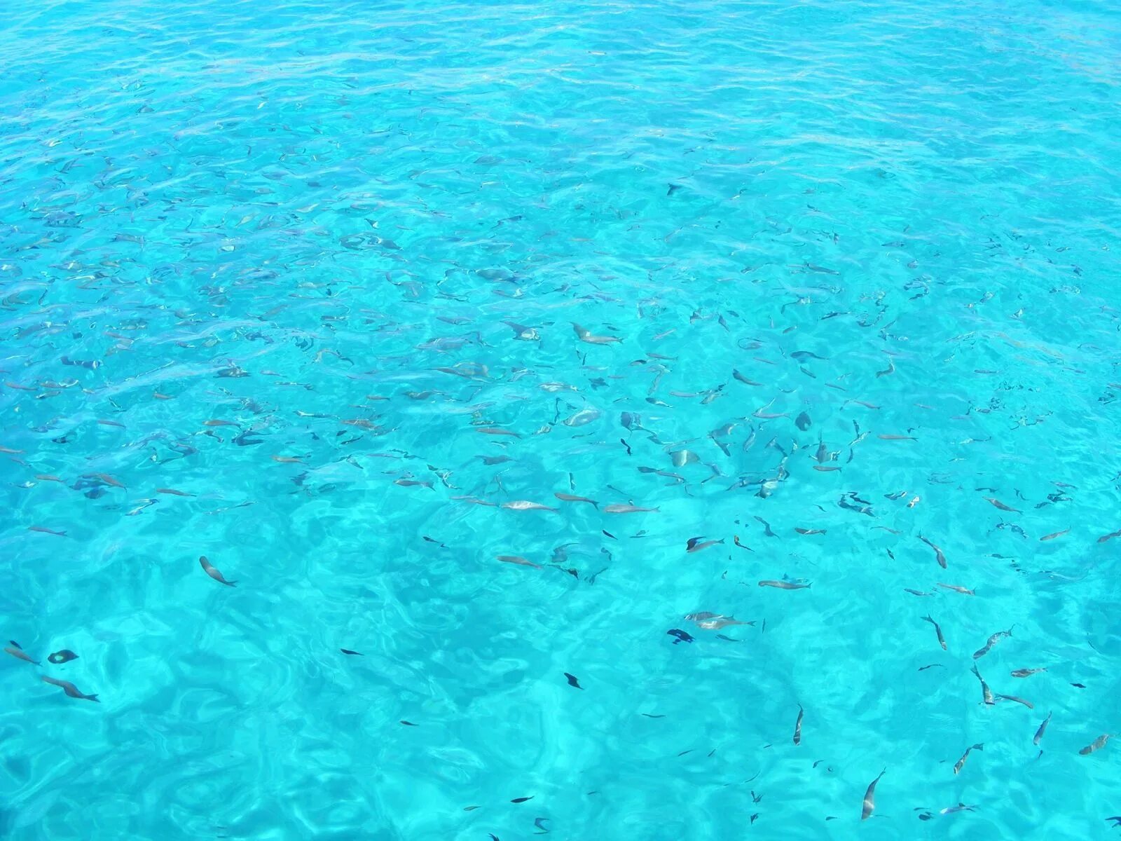 Как выглядит морская вода. Карибское море голубая лагуна. морская вода. голубой цвет море. голубая вода.