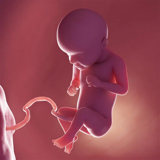 «Отредактирован» человеческий эмбрион. Пренатальная живопись 3д. 25 недель кровь