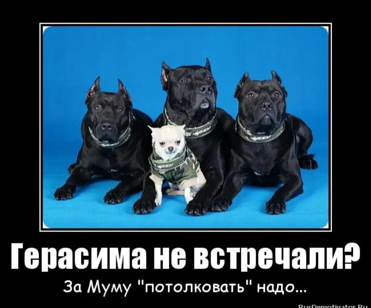 Муму анекдоты. Муму мемы. муму 2. муму 2 возмездие. муму 2 мемы.
