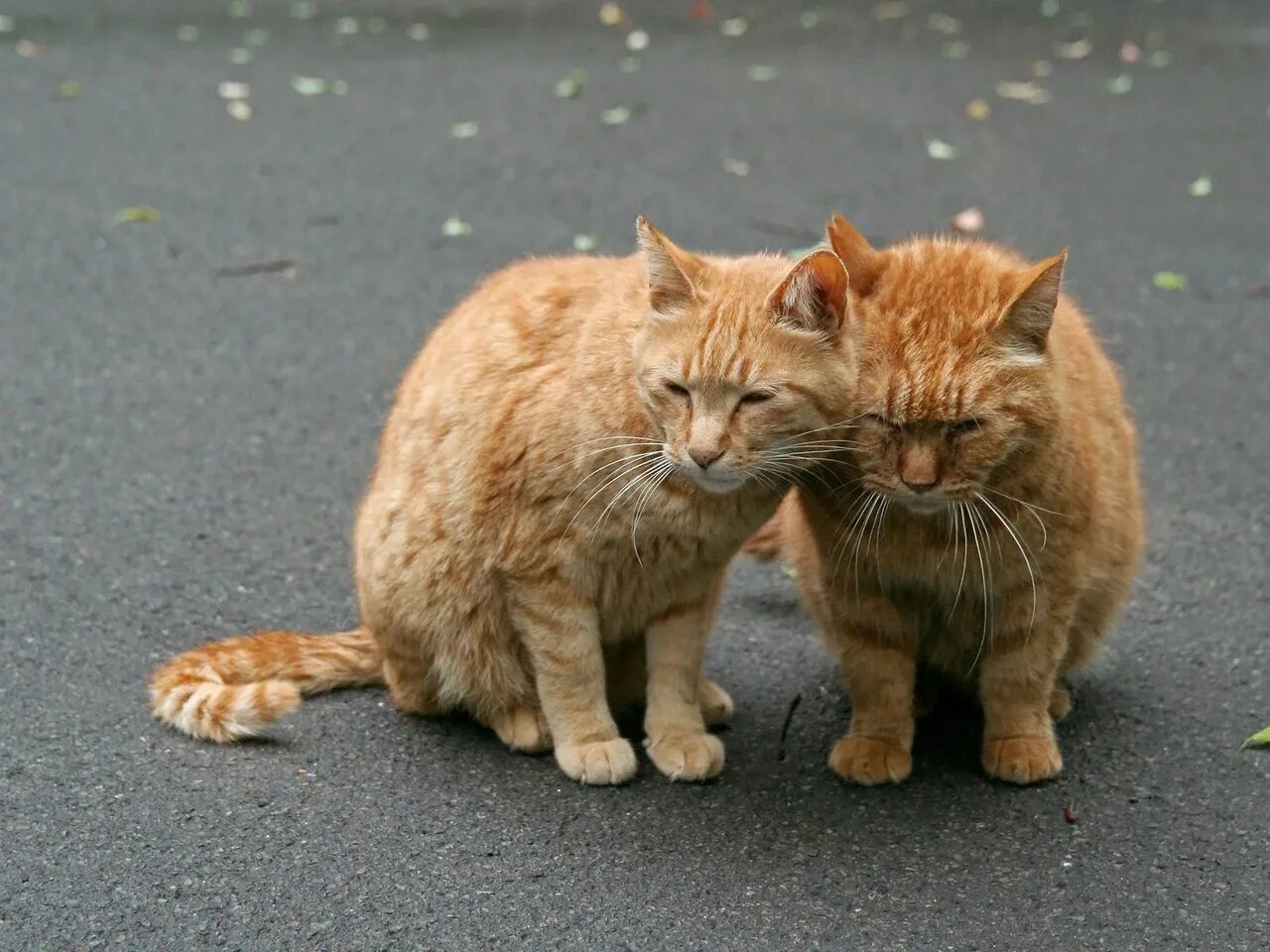 Коты разговаривают друг с другом. Два рыжих кота. две рыжие кошки. рыжий кот и кошка. рыжие коты близнецы.