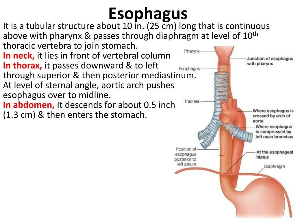 Пищевод и трахея человека. Пищевод человека. Трахея и пищевод. Строение пищевода и трахеи. Esophagus structure.